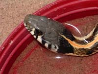Black-Necked Garter Snake 03